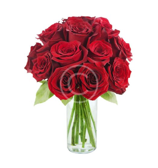 In Love with Red Roses