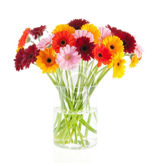 Classic Rainbow Gerbera Bouquet